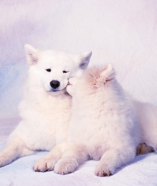 102471-samoyed-pup-grooming-female.jpg