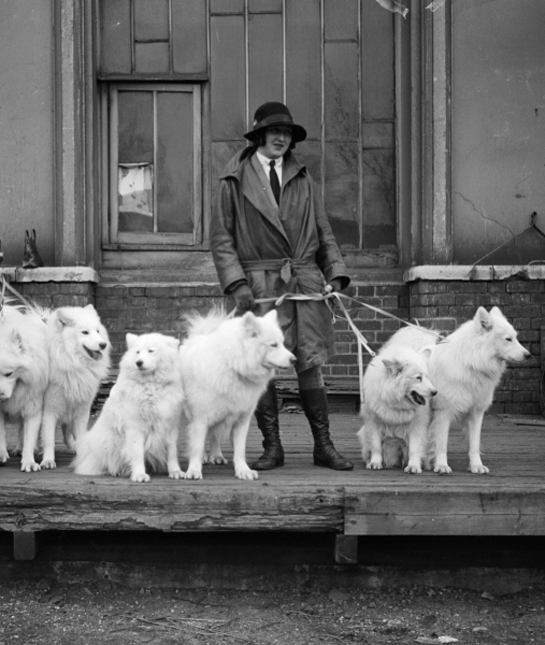 102472-samoyed-pack.jpg