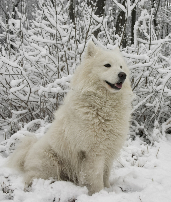 102473-samoyed-snow-bushes.jpg 102473-samoyed-snow-bushes.jpg