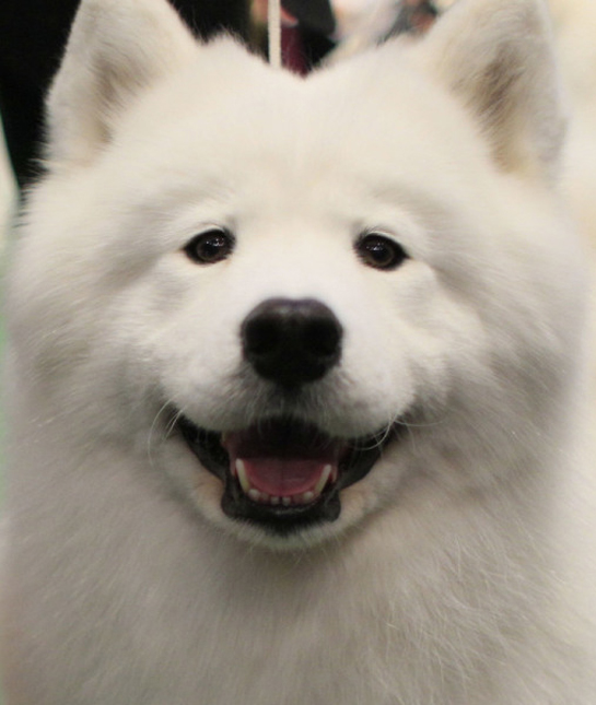 102475-smiling-samoyed.jpg