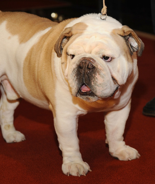 102515-american-kennel-clubs-2013-most-popular-dogs-2.jpg