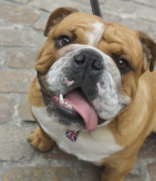102517-british-bulldog-wearing-union-jack-collar-2.jpg