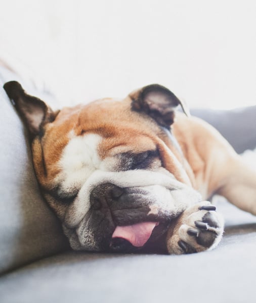 102518-cute-english-bulldog-sleeping-on-couch-on-a-sunday-mornin.jpg