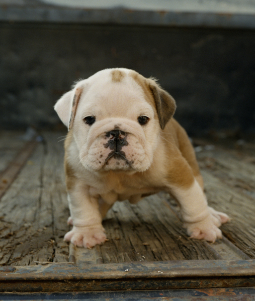 102520-english-bulldog-puppy-standing-on-wood-floor-2.jpg