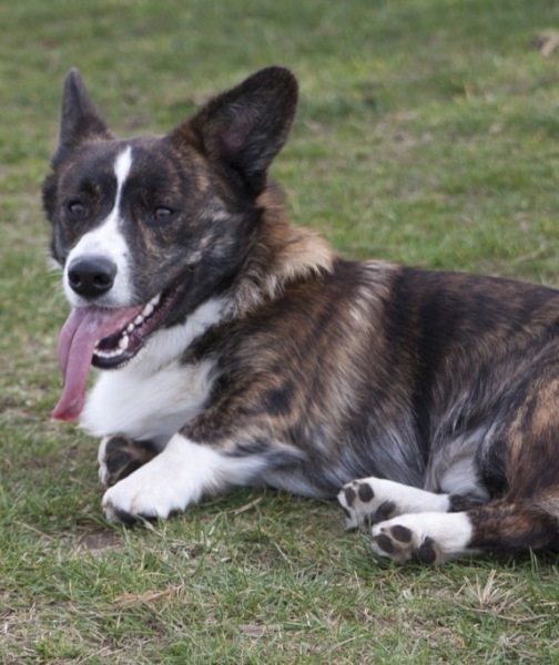 102575-gijs-dog-corgi-cardigan-2.jpg