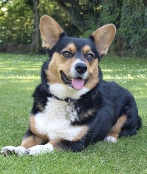 102579-cardigan-welsh-corgi-dog-2.jpg