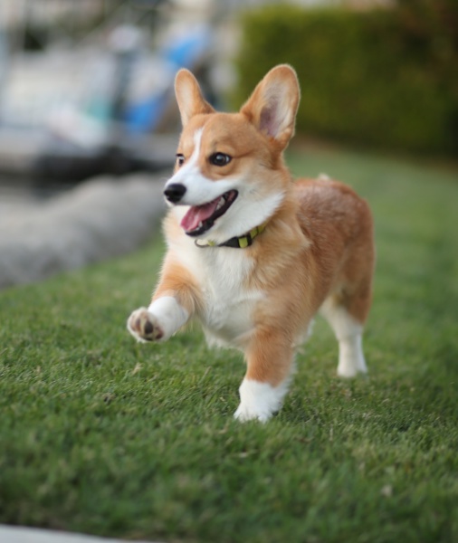 102583-walking-the-dog-2.jpg
