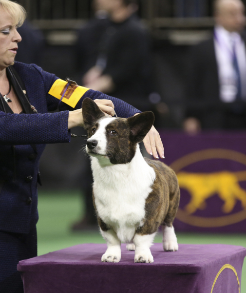 102584-the-westminster-kennel-club-dog-show-2014-2.jpg