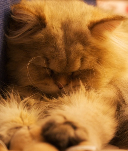 102760-meaty-sleepy-2.jpg