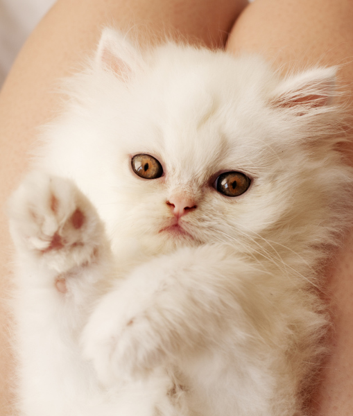 102761-kitten-waving-2.jpg