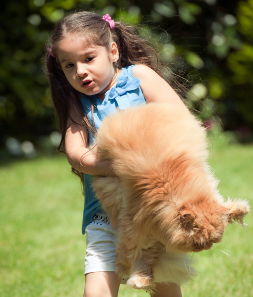 102763-little-girl-with-persian-cat-2.jpg