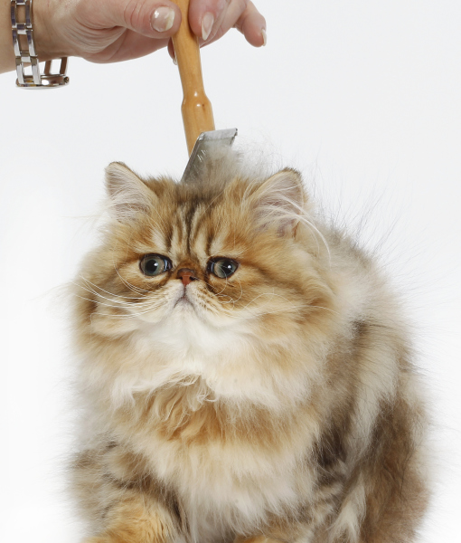 102764-persian-cat-2.jpg
