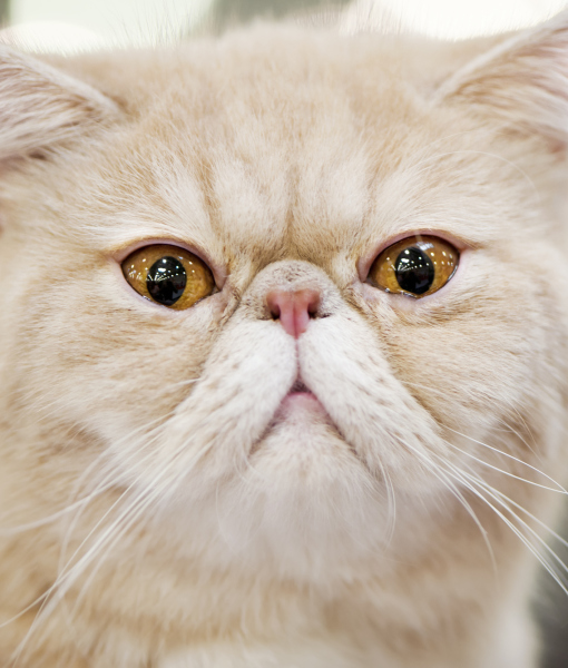 102767-persian-cat-portrait-close-up-2.jpg