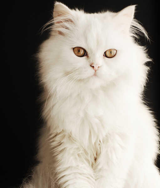 102768-white-persian-kitten-2.jpg