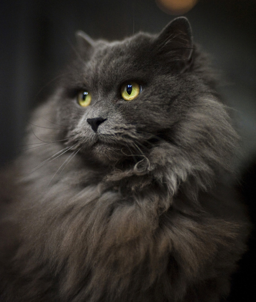 102771-persian-cat-2.jpg