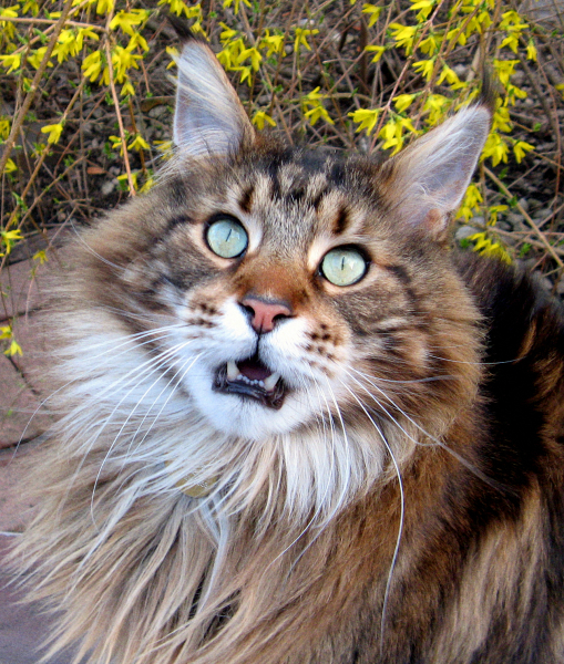 102880-about-to-pounce-2.jpg