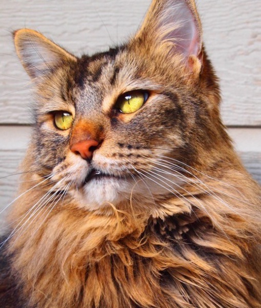102882-all-cats-know-2.jpg