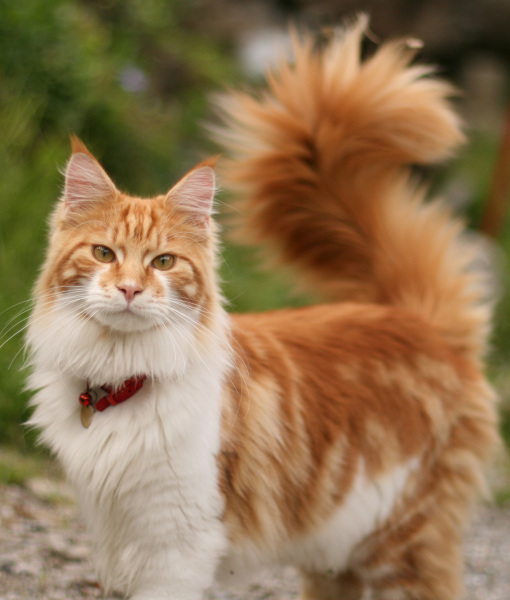 102883-rupert-2.jpg