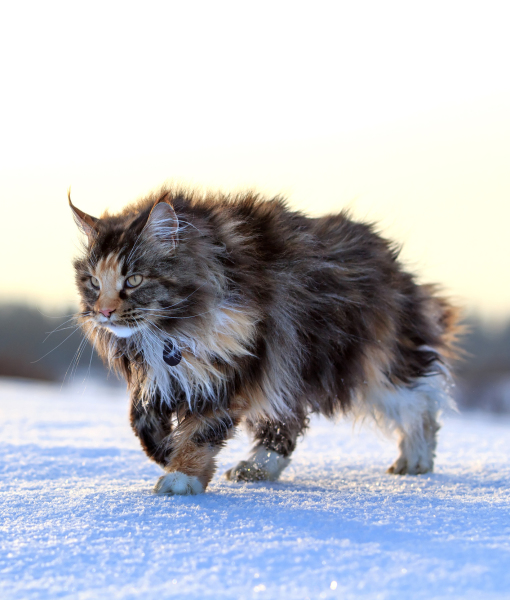 102884-maine-coon-cat-walk-in-winter-2.jpg