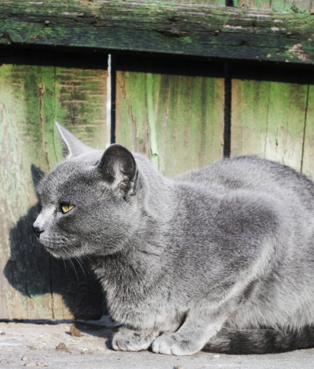 103017-gray-cat-sitting-near-fence-2.jpg