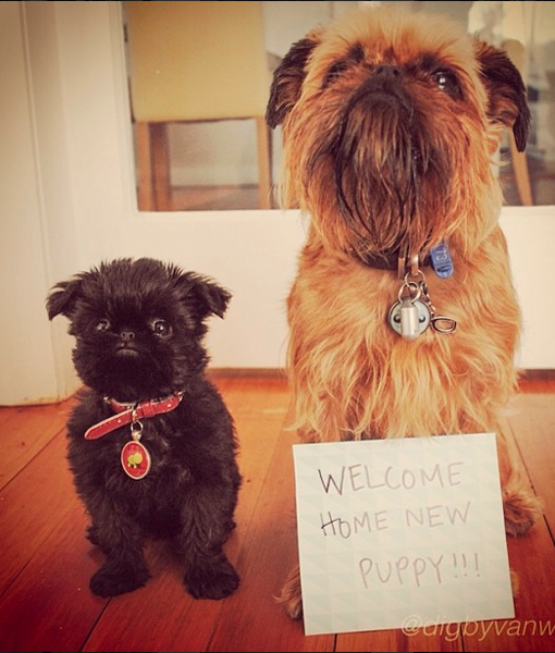 103492-alo-and-digby-instagram.png