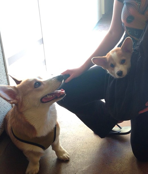 103493-corgnelius-instagram.png
