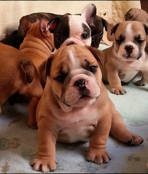 103494-brazilian-bulldog-family-intagram.png