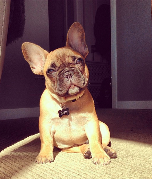 103503-theo-instagram.png