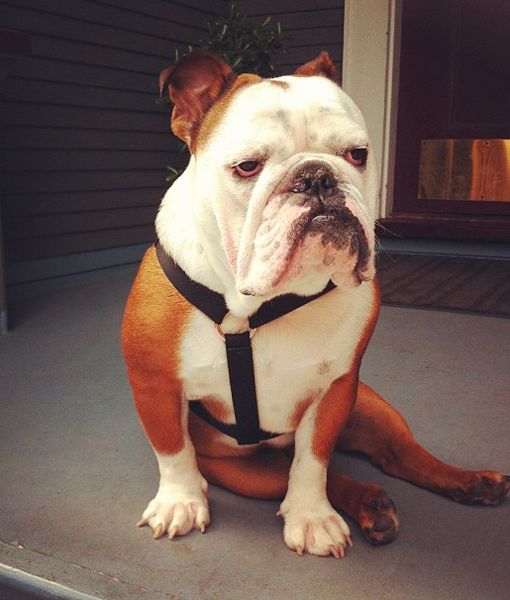 103506-winston-instagram.png