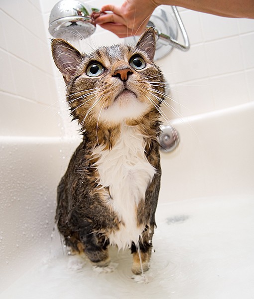 104098-natural-flea-control-2-510x600-1.jpg