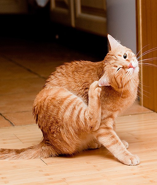 104099-natural-flea-control-1-510x600-1.jpg 104099-natural-flea-control-1-510x600-1.jpg