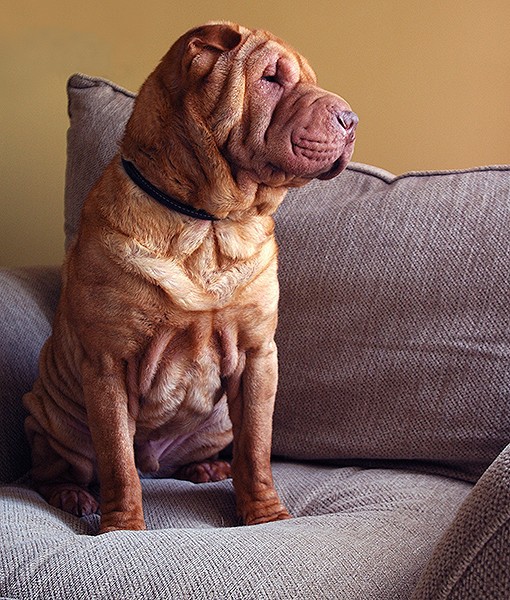104107-quietest-dog-breeds-1-510x600-1.jpg