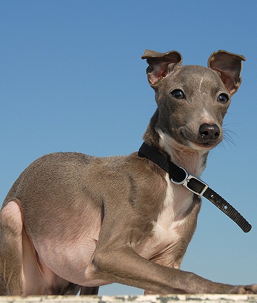 104108-quietest-dog-breeds-5-510x600-1.jpg