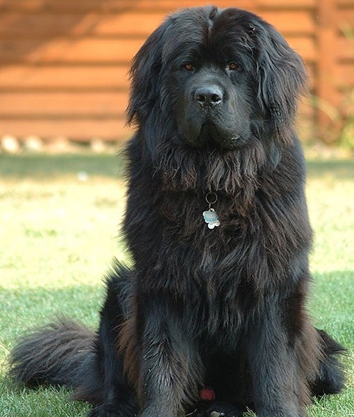 104109-quietest-dog-breeds-3-510x600-1.jpg