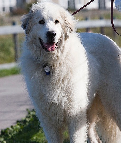 104111-quietest-dog-breeds-4-510x600-1.jpg