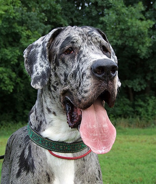 104112-quietest-dog-breeds-2-510x600-1.jpg