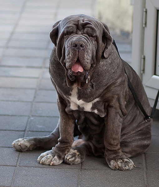 104113-quietest-dog-breeds-7-510x600-1.jpg