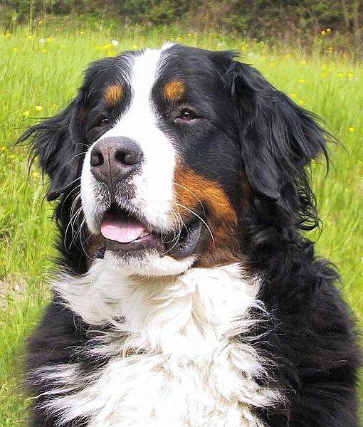 104114-quietest-dog-breeds-8-510x600-1.jpg