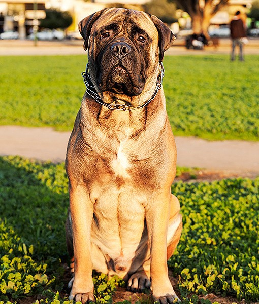 104115-quietest-dog-breeds-9-510x600-1.jpg