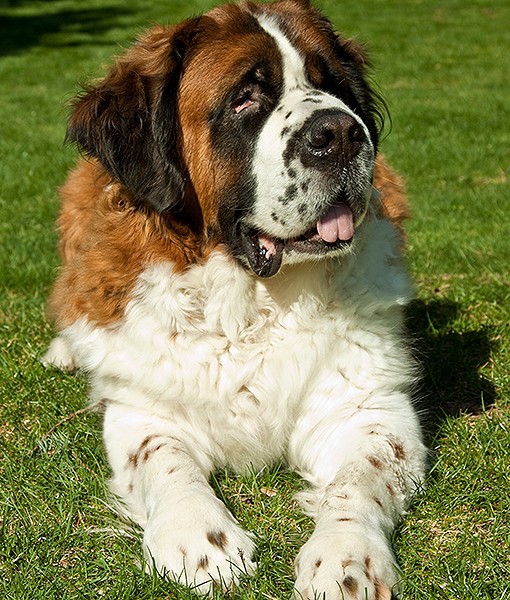 104116-quietest-dog-breeds-10-510x600-1.jpg