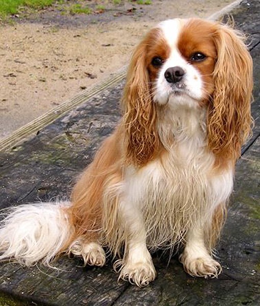 104117-quietest-dog-breeds-11-510x600-1.jpg