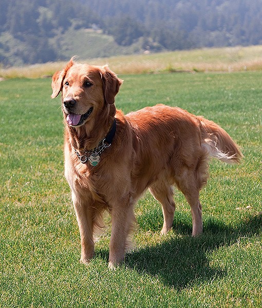 104118-quietest-dog-breeds-12-510x600-1.jpg