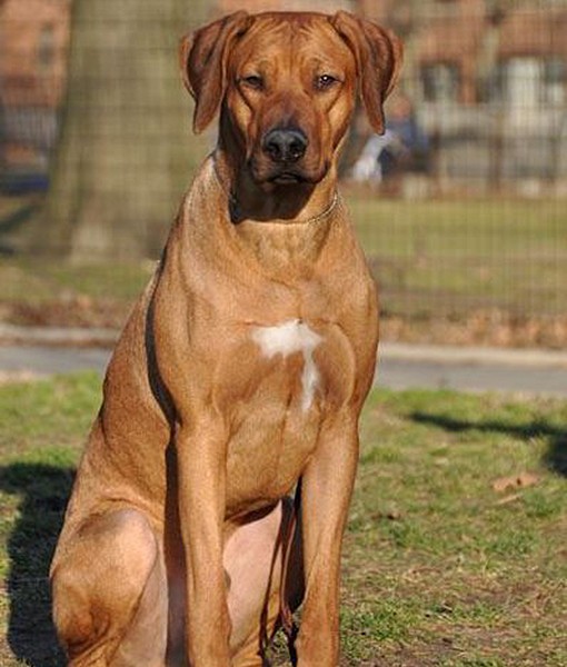 104119-quietest-dog-breeds-14-510x600-1.jpg