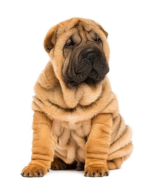 104120-quietest-dog-breeds-13-510x600-1.jpg