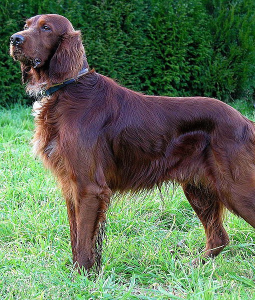 104121-quietest-dog-breeds-15-510x600-1.jpg