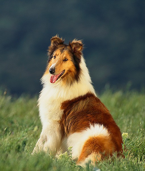 104122-quietest-dog-breeds-16-510x600-1.jpg