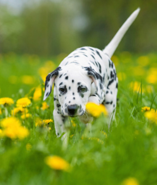 104185-1-dalmatian-thinkstock-1.jpg 104185-1-dalmatian-thinkstock-1.jpg