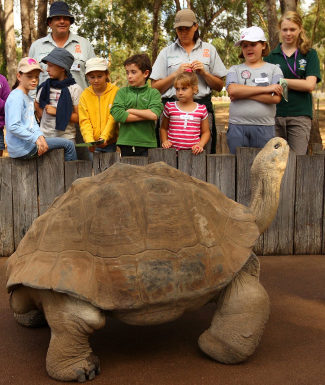104188-galapagos-tortoise.jpg