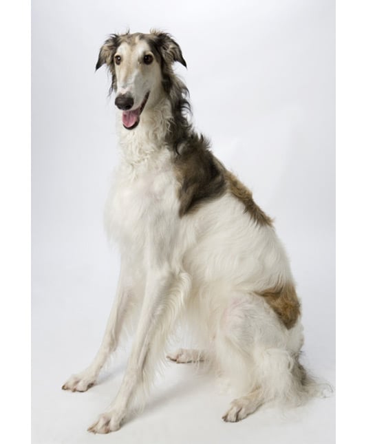 104198-borzoi-dog.jpg 104198-borzoi-dog.jpg