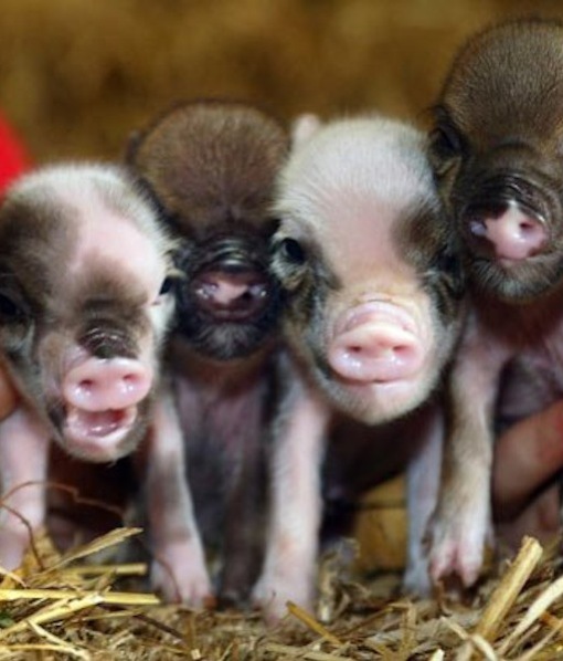 104225-micro-pigs.jpg